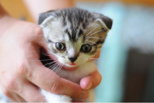 成約済の岡山県のスコティッシュフォールド-28225の5枚目